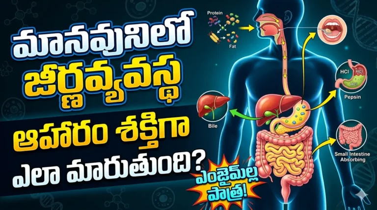 Human Digestive System